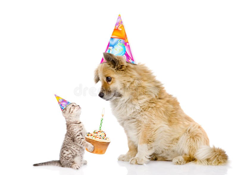 Photos Anniversaire Chat Clipart, 63 000+ photos de haute qualité gratuites