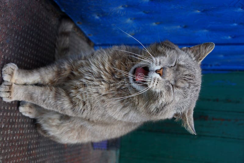 Le chat gris baîlle se reposant près de la porte de la maison images stock Le chat gris baîlle se reposant près de la porte de la maison images stock