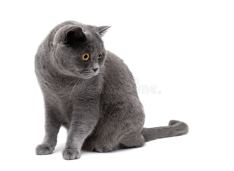 Le chat gris multiplie l'Écossais tout droit un fond blanc photo stock Le chat gris multiplie l'Écossais tout droit un fond blanc photo stock