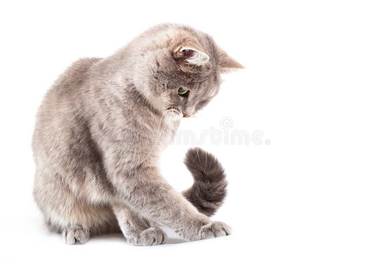 Le chat gris repose et a pressé quelque chose une patte images libres de droits Le chat gris repose et a pressé quelque chose une patte images libres de droits