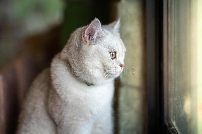 Le chat gris se repose regardant la fenêtre De l'intérieur de la salle dans la maison images libres de droits Le chat gris se repose regardant la fenêtre De l'intérieur de la salle dans la maison images libres de droits