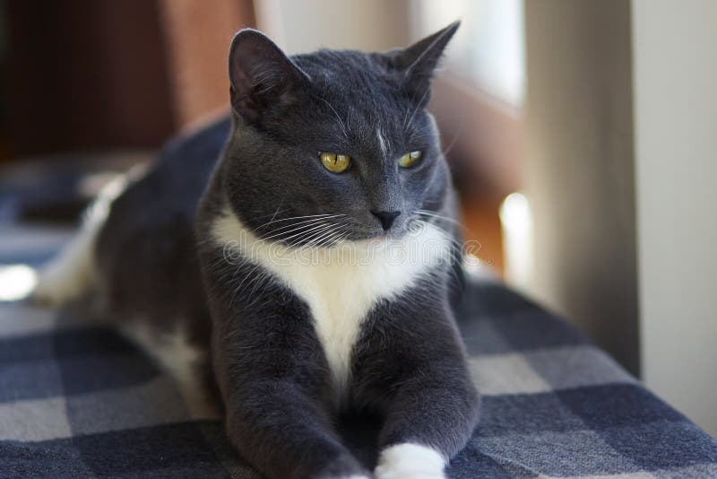Le chat gris se trouve sur une couverture de plaid de couleur grise images libres de droits Le chat gris se trouve sur une couverture de plaid de couleur grise images libres de droits