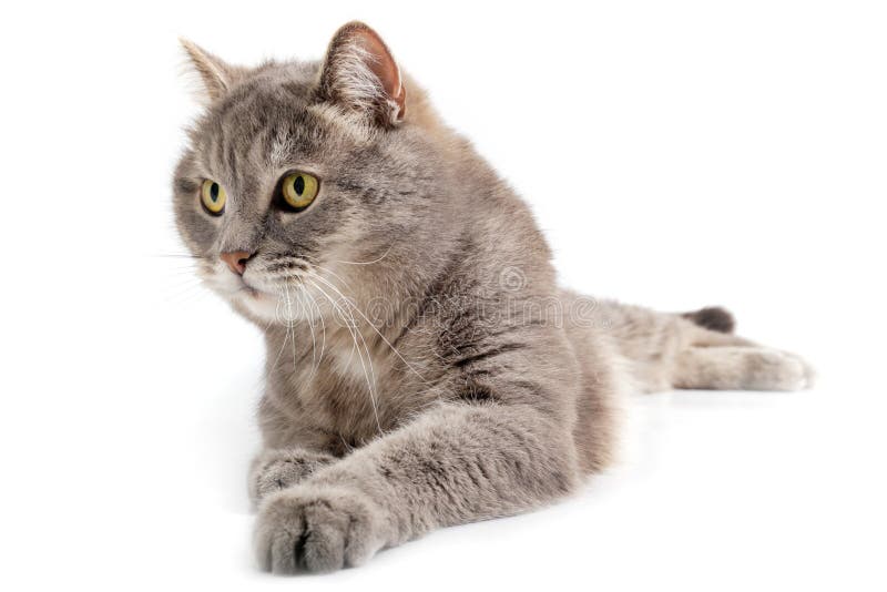 Le chat gris se trouve, un fond blanc photos stock Le chat gris se trouve, un fond blanc photos stock