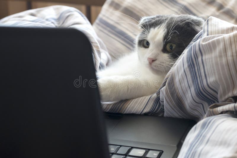 Le chat intéressé se repose devant le moniteur d'ordinateur portable dans le lit image stock