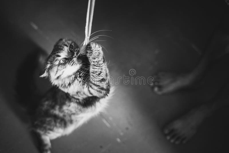 Le chat joue avec une corde, photo noire et blanche photo stock Le chat joue avec une corde, photo noire et blanche photo stock