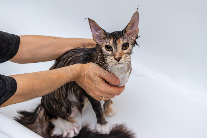 Fluffy Cat Maine Coon Dans Un Harnais En Laisse Photo stock - Image du  jardin, fond: 162269952