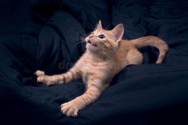 Le chat ment et tire sa patte vers le haut Le chaton rouge joue sur fond sombre Bouche ouverte photo stock Le chat ment et tire sa patte vers le haut Le chaton rouge joue sur fond sombre Bouche ouverte photo stock