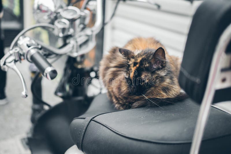 Chat Sur Une Moto Photos Libres De Droits Et Gratuites De Dreamstime Chat Sur Une Moto Photos Libres De Droits Et Gratuites De Dreamstime
