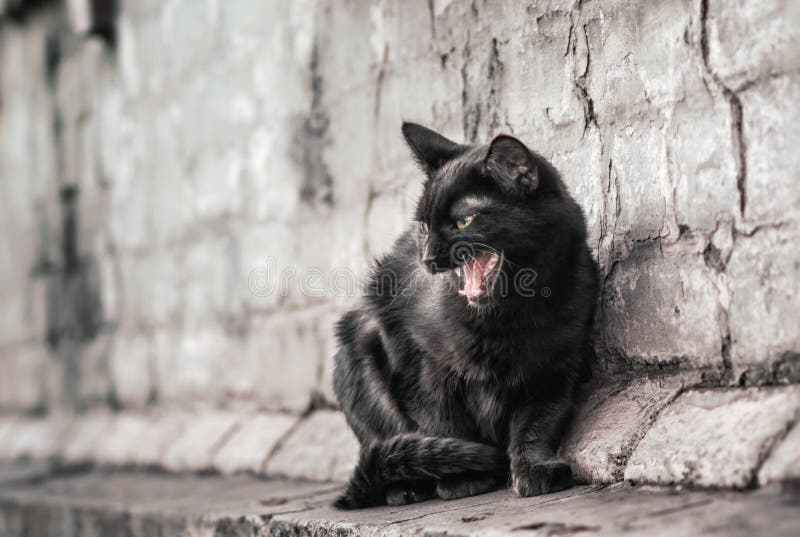 3 214 Chat Noir Agressif Photos Libres De Droits Et Gratuites De Dreamstime 3 214 Chat Noir Agressif Photos Libres De Droits Et Gratuites De Dreamstime
