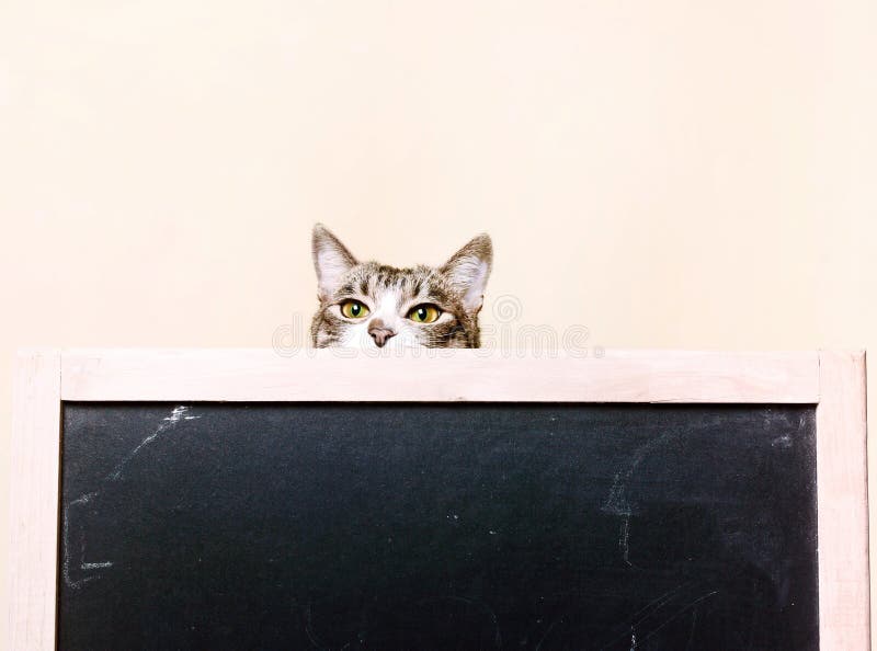 Le Chat Regarde Par Derriere Le Tableau Chaton Curieux Image Stock Image Du Curieux Concepts Le Chat Regarde Par Derriere Le Tableau Chaton Curieux Image Stock Image Du Curieux Concepts