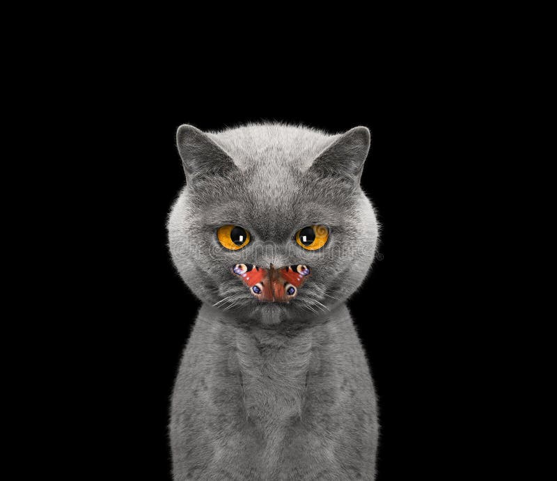 Le Chat Regarde Le Papillon Son Nez Image Stock Image Du Positif Verticale