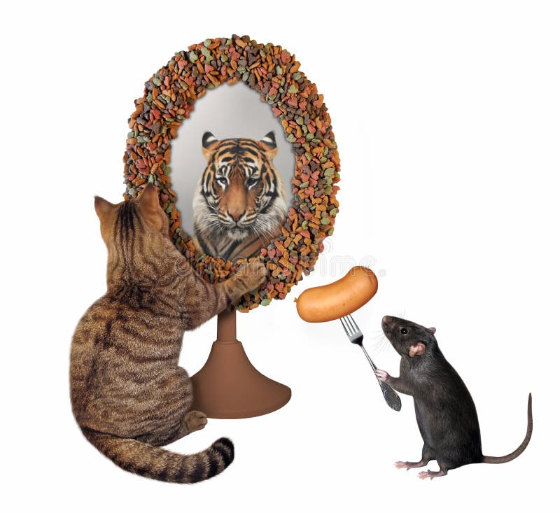Le Chat Regarde Un Tigre Dans Le Miroir Image Stock Image Du Chat Dans Le Chat Regarde Un Tigre Dans Le Miroir Image Stock Image Du Chat Dans