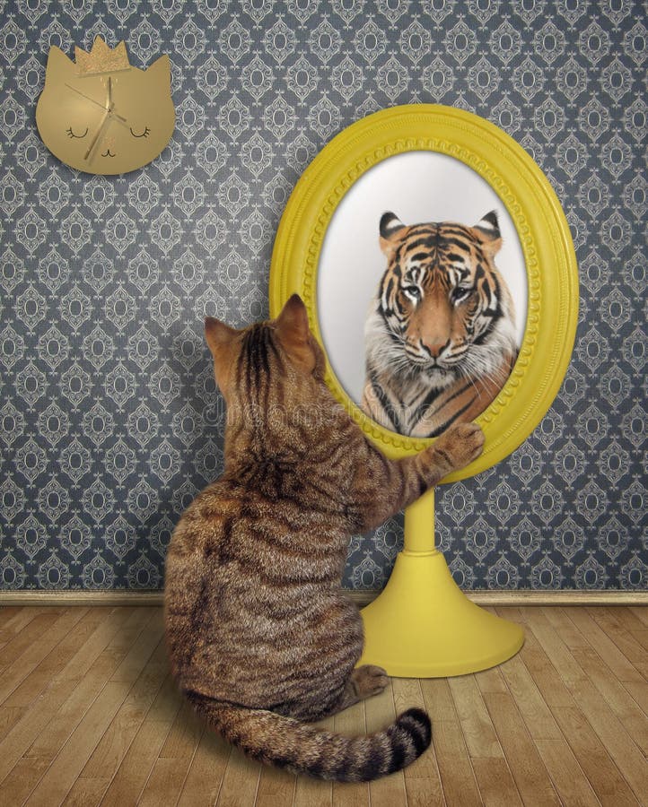 Le Chat Regarde Son Reflet Image Stock Image Du Humeur Le Chat Regarde Son Reflet Image Stock Image Du Humeur