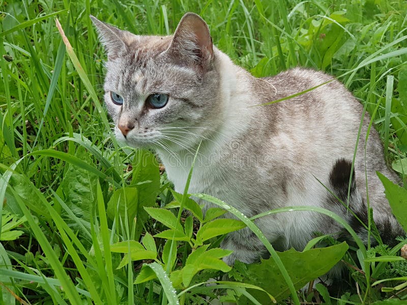 Le chat s'est caché dans l'herbe image libre de droits Le chat s'est caché dans l'herbe image libre de droits