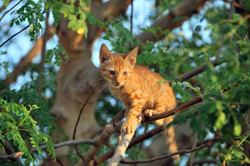 A cat ready to jump from tree. A cat ready to jump from tree