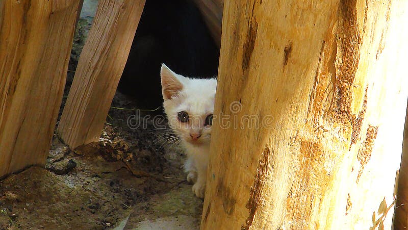 Le chat se cache derrière la ruche images stock Le chat se cache derrière la ruche images stock