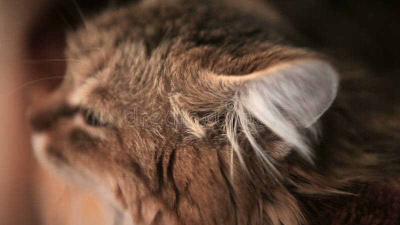 Le chat se trouve huche et observe ce qui se produit dans la maison