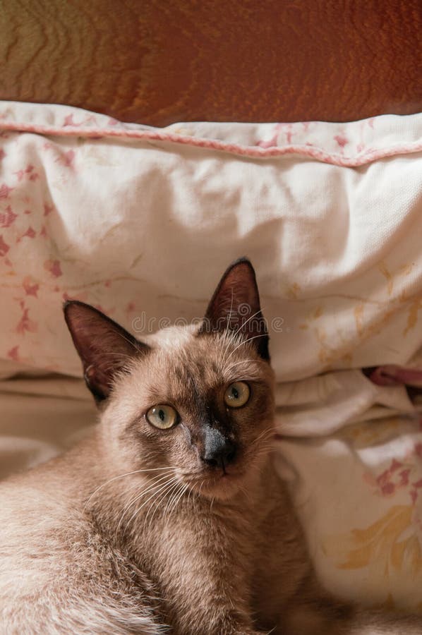 Chat Siamois Assis Sur Le Parquet. Chat Thaï Aux Yeux Bleus Regardant La  Caméra. Chat Brun Sur Une Table En Bois Photo stock - Image du beau, brun:  243267928