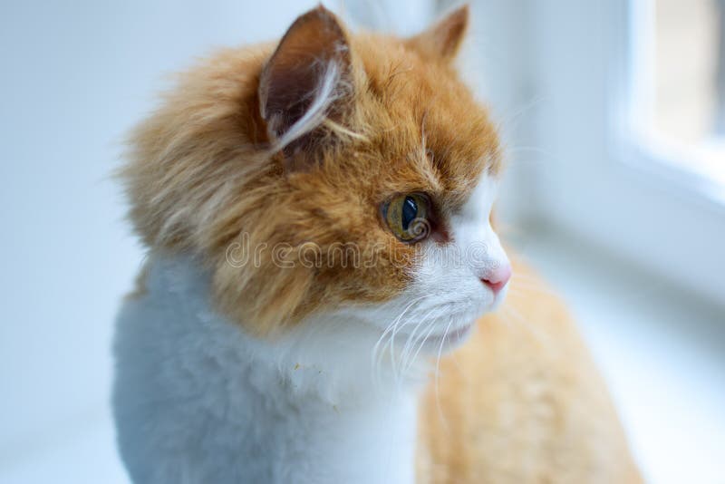 Blanc Avec Le Siberien Pelucheux Rouge De Race De Chat Se Repose Sur La Fenetre Et Recherche Soigneusement Collant Sa Langue Photo Stock Image Du Effroi Couche
