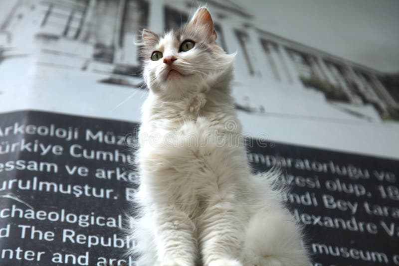 Le Chat Turc Se Trouve A Proximite Du Palais De Topkapi A Istanbul Photo Editorial Image Du Architecture Pelucheux