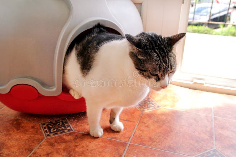 Le chat utilisant la toilette, le chat dans la poubelle, parce que pooping ou urinent, pooping dans la toilette propre de sable B photos stock Le chat utilisant la toilette, le chat dans la poubelle, parce que pooping ou urinent, pooping dans la toilette propre de sable B photos stock