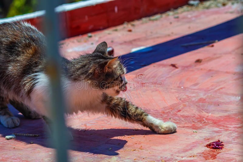 Le chat étire ses pattes. le concept de l'importance pour les organismes vivants de s'engager dans des exercices physiques pour ma photographie stock libre de droits