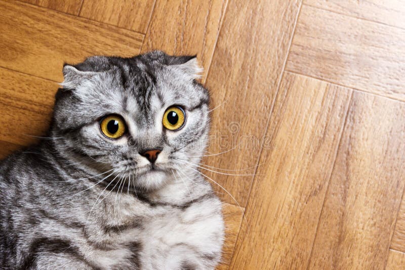 Le chat étonné se trouvant sur le plancher, se ferment Chat britannique se trouvant sur le plancher avec l'espace de copie photographie stock Le chat étonné se trouvant sur le plancher, se ferment Chat britannique se trouvant sur le plancher avec l'espace de copie photographie stock