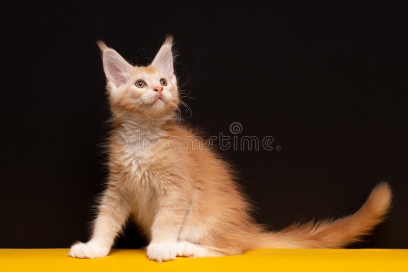 Fluffy Cat Maine Coon Dans Un Harnais En Laisse Photo stock - Image du  jardin, fond: 162269952