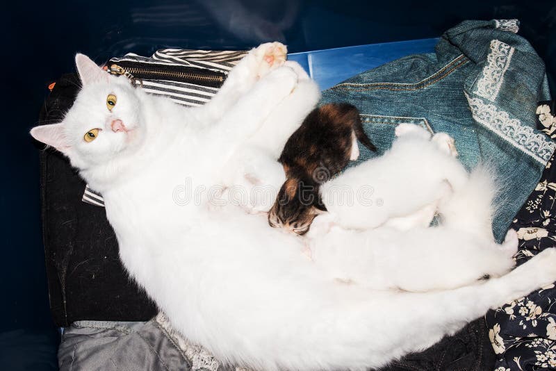 Le chaton mignon suce le lait du sein de mère photo libre de droits Le chaton mignon suce le lait du sein de mère photo libre de droits