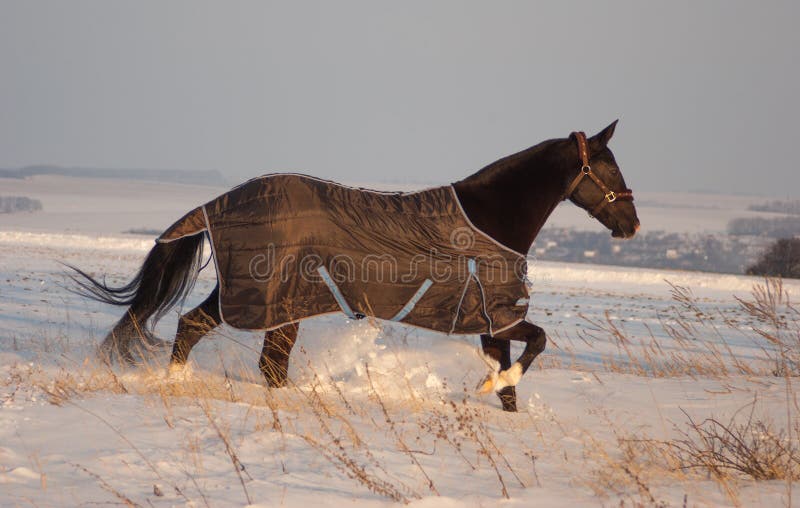 le cheval dans un cheval-tissu fonctionnent sur le champ photos libres de droits le cheval dans un cheval-tissu fonctionnent sur le champ photos libres de droits