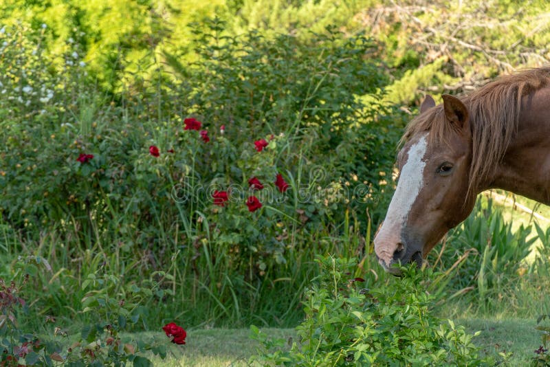 Le cheval frôle dans le domaine ouvert image libre de droits Le cheval frôle dans le domaine ouvert image libre de droits