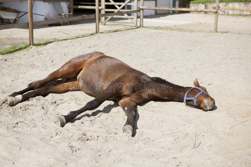 Le cheval se trouve au soleil photo stock Le cheval se trouve au soleil photo stock