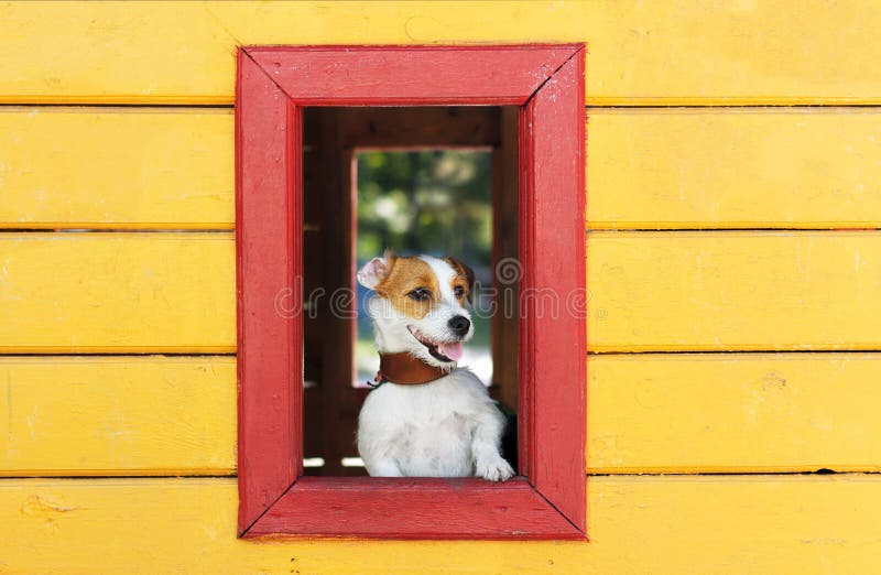 Le chien blanc drôle regarde hors de la fenêtre d'une maison jaune de jouet images stock Le chien blanc drôle regarde hors de la fenêtre d'une maison jaune de jouet images stock
