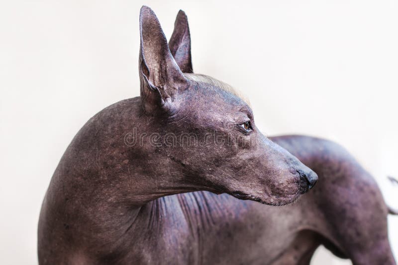 Le Chien Chauve Mexicain De Xoloitzcuintle De Belle Race De Chien Photo Stock Image Du Heureux Animal Le Chien Chauve Mexicain De Xoloitzcuintle De Belle Race De Chien Photo Stock Image Du Heureux Animal