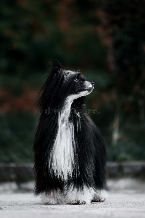Le chien crêté chinois est sur la terre Parc vert sur le fond image libre de droits Le chien crêté chinois est sur la terre Parc vert sur le fond image libre de droits