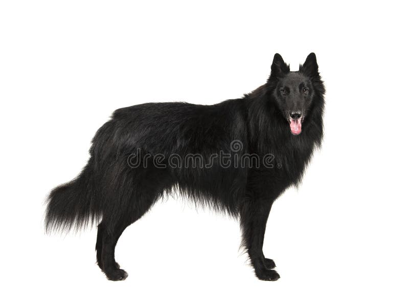 Le chien de berger belge noir assez aux cheveux longs a appelé le groenendael image stock Le chien de berger belge noir assez aux cheveux longs a appelé le groenendael image stock