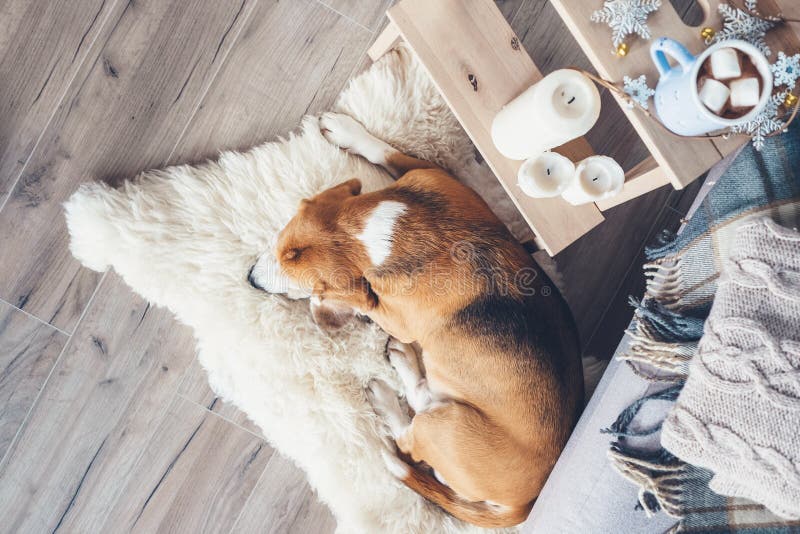 Le chien de briquet dort sur le tapis de fourrure dans le salon, Noël confortable t photos libres de droits