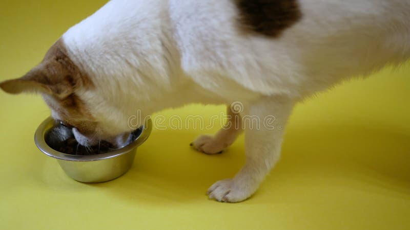 Le chien de chihuahua mangent de l'alimentation d'une cuvette sur le fond jaune