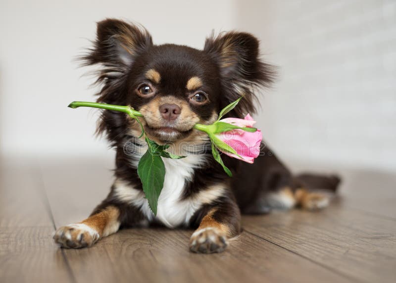 Chiwawa D Anniversaire Photos Libres De Droits Et Gratuites De Dreamstime Chiwawa D Anniversaire Photos Libres De Droits Et Gratuites De Dreamstime