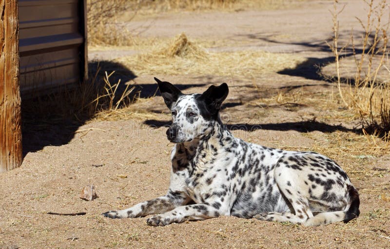 Le chien de ferme s'étend dans la saleté photos libres de droits Le chien de ferme s'étend dans la saleté photos libres de droits