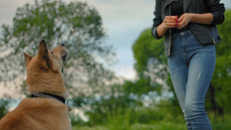 Le chien de la maison attrape le repas à la mouche que la fille le jette