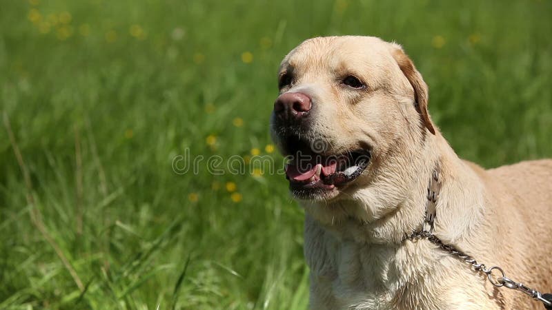 Le chien de la race labrador retriever sur les écorces de pelouse incluent fort la voix