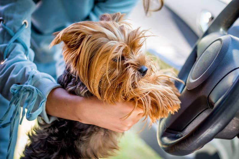 Le chien de la race un Yorkshire Terrier et son propriétaire à la roue photo stock Le chien de la race un Yorkshire Terrier et son propriétaire à la roue photo stock