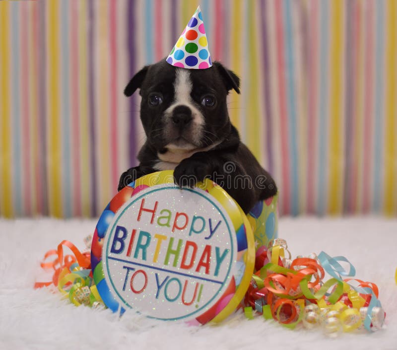 Anniversaire De Boston Terrier Photos Libres De Droits Et Gratuites De Dreamstime