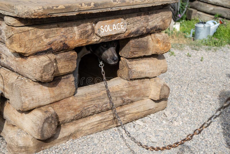 Le chien de traîneau enroué d'Alaska jette un coup d'oeil hors de sa niche - parc national de Denali images libres de droits