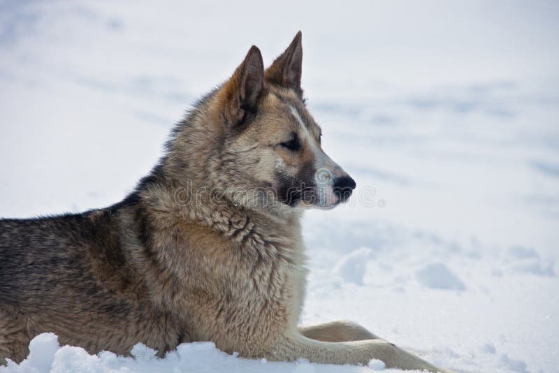 Le chien de traîneau Oriental-sibérien de femelle adulte se trouve sur la neige images stock Le chien de traîneau Oriental-sibérien de femelle adulte se trouve sur la neige images stock