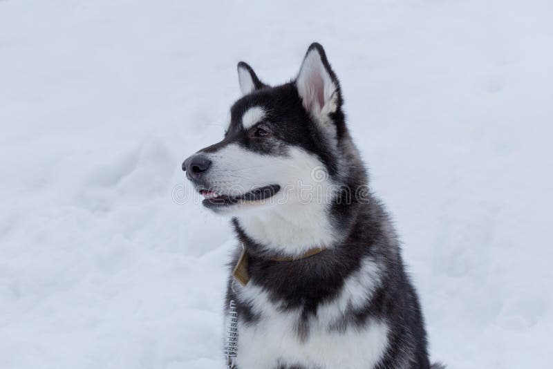 Le chien de traîneau sibérien mignon se repose sur une neige blanche Fin vers le haut Animaux de compagnie image libre de droits Le chien de traîneau sibérien mignon se repose sur une neige blanche Fin vers le haut Animaux de compagnie image libre de droits