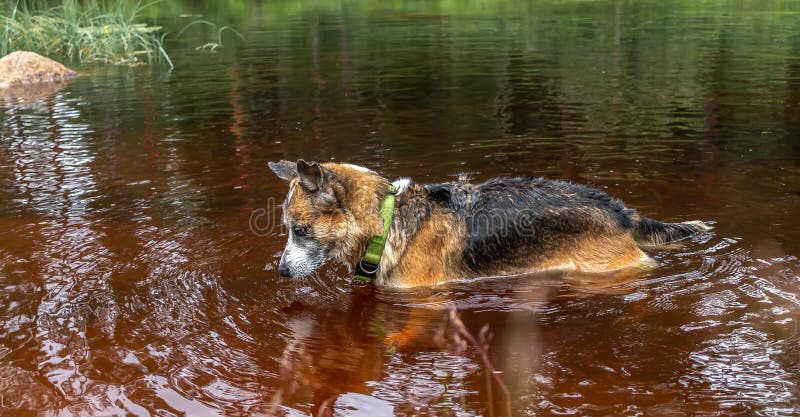Le chien enroué d'Alaska de mélange se tient dans l'eau et s'amuse image stock