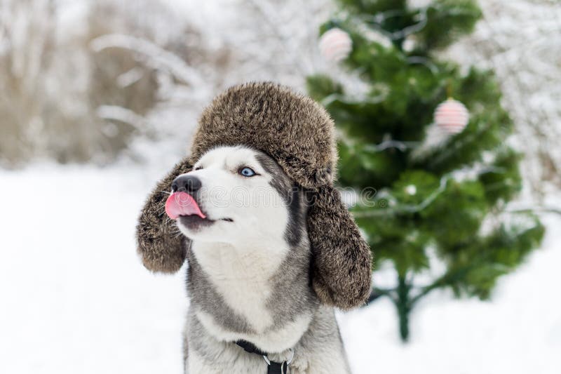 Le chien enroué drôle avec la langue rouge est dans le chapeau chaud photographie stock Le chien enroué drôle avec la langue rouge est dans le chapeau chaud photographie stock