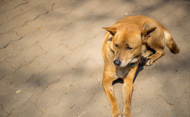 Le chien est triste photos stock Le chien est triste photos stock